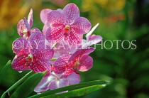 FIJI, Viti Levu, Nadi, Garden of the Sleeping Giant, Orchids, FIJ935JPL