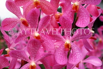FIJI, Viti Levu, Nadi, Garden of the Sleeping Giant, Orchids, FIJ951JPL