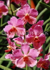 FIJI, Viti Levu, Nadi, Garden of the Sleeping Giant, Orchids, FIJ967JPL