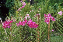 FIJI, Viti Levu, Nadi, Garden of the Sleeping Giant, Spray Orchids, FIJ850JPL