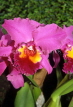 FIJI, Viti Levu, flowers, Cattleya Orchid, FIJ621JPL