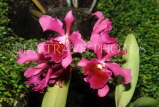 FIJI, Viti Levu, flowers, Cattleya Orchids, FIJ710JPL