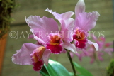 FIJI, Viti Levu, flowers, Cattleya Orchids, FIJ721JPL