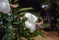 FIJI, Viti Levu, white Hibiscus flower, FIJ715JPL