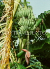 FIJI, Viti Levu Island, Banana tree, Bananas and flower, FIJ960JPL