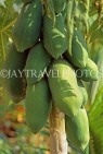 FIJI, Viti Levu Island, Papaya fruit on tree, FIJ972JPL