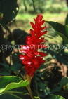 FIJI, Viti Levu Island, Suva, red Ginger Flower, FIJ699JPL