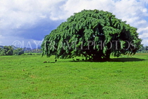FIJI, Viti Levu Island, countryside, Banyan Tree, FIJ778JPL