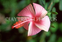 FIJI, Viti Levu Island, pink Hibiscus flower, FIJ957JPL
