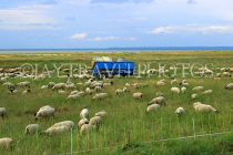 FRANCE, Brittany, coast near Saint Malo, sheep grazing in fields, FRA2759JPL