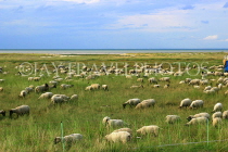 FRANCE, Brittany, coast near Saint Malo, sheep grazing in fields, FRA2760JPL