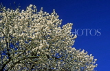 FRANCE, Languedoc-Roussillon, CAPESTANG, Almond blossom, FRA966JPL
