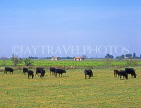 FRANCE, Languedoc-Roussillon, Camargue, famous black bulls, FRA417JPL