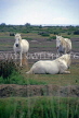 FRANCE, Languedoc-Roussillon, Camargue, famous white horses, FRA894JPL