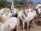 FRANCE, Languedoc-Roussillon, Camargue, famous wild white horses, FRA2270JPL
