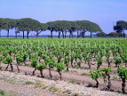 FRANCE, Languedoc-Roussillon, Camargue, vineyards, FRA420JPL