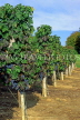 FRANCE, Languedoc-Roussillon, Faugeres area, vineyards and grapes in vine, FRA33JPL