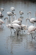 FRANCE, Languedoc-Roussillon, La Carmague, Flamingos, FRA2153JPL