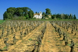 FRANCE, Languedoc-Roussillon, Pinet, small chateau and pruned vineyard, FRA968JPL