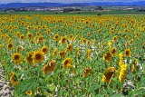 FRANCE, Languedoc-Roussillon, Sunflower fields, near Capestang, FRA927JPL