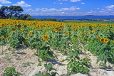 FRANCE, Languedoc-Roussillon, Sunflower fields, near Capestang, FRA928JPL
