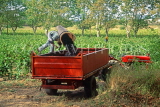 FRANCE, Languedoc-Roussillon, vineyards, farmer tipping harvested grapes into trailer, FRA922JPL