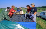FRANCE, Languedoc-Roussillon, vineyards, grape pickers and truck full of grapes, FRA35JPL