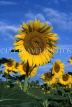 FRANCE, Provence, Sunflower field, FRA558JPL