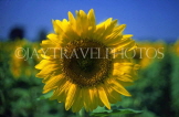FRANCE, Provence, Sunflowers (close-up), FRA925JPL