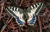 FRANCE, Provence, Swallowtail Butterfly, FRA979JPL