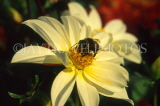 France, PARIS, Jardin Des Plantes, Bee on white Dahlia, FRA2089JPL