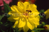 France, PARIS, Jardin Des Plantes, Bee on yellow Dahlia, FRA2088JPL