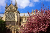 France, PARIS, Notre Dame Cathedral, South Rose window, Spring blossom, FRA2185JPL
