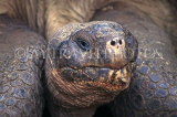 GALAPAGOS, Giant Tortoise (head), Darwin Research Centre, GAL306JPL