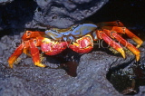 GALAPAGOS, Sally Lightfoot crab, GAL308JPL