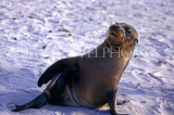 GALAPAGOS, Young Sea Lions on beach, GAL310JPL
