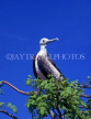 GALAPAGOS Islands, Frigate, perched on tree, GAL248JPL