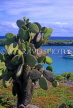 GALAPAGOS Islands, Prickly Pear Cactus tree, GAL289JPL