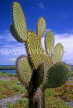 GALAPAGOS Islands, Prickly Pear Cactus tree, GAL290JPL