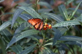 GALAPAGOS Islands, Queen Danaus Butterfly, GAL284JPL