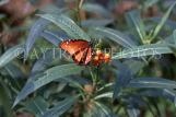 GALAPAGOS Islands, Queen Danaus Butterfly, GAL284JPL