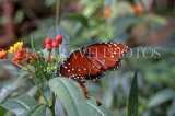 GALAPAGOS Islands, Queen Danaus Butterfly, GAL285JPL