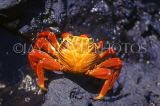 GALAPAGOS Islands, Sally Lightfoot Crab, GAL233JPL