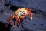 GALAPAGOS Islands, Sally Lightfoot Crab, GAL300JPL