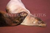 GALAPAGOS Islands, two Sea Lions on red sand beach, GAL296JPL
