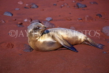 GALAPAGOS Islands, young Sea Lion, on red sand beach, GAL261JPL