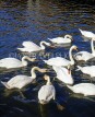 GERMANY, Hamburg, Alster Lake swans, HAM547JPL