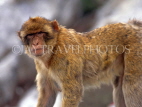 GIBRALTAR, Barbary Ape (Macaques), GIB344JPL