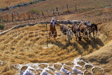 Greek Islands, AMORGOS, Egiali, farmer with donkeys, threshing, GIC666JPL