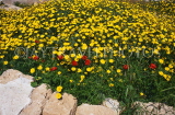 Greek Islands, CORFU, Kalami, wild flowers and poppies, GIS1193JPL